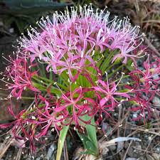 Image result for Boophone disticha