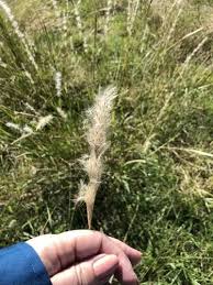 Image result for Bothriochloa radicans