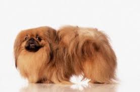 Pekines Ozellikleri Kopekegitimmerkezi Gen Tr