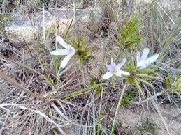 Image result for Xerophyta suaveolens