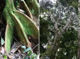 Image result for Tessmannia