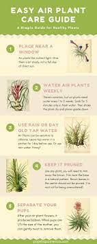 Easy Air Plant Care Guide With Infographics Air Plants Care Plant Care Plants