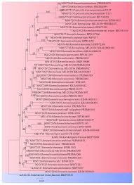 Image result for Sesbania macowaniana