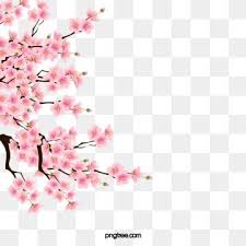 Flor De Cerezo Flor Vector Png Png Descargar Gratis Flor De Cerezo Vector De Flor Png Cereza Png Y Psd Para Descargar Gratis Pngtree Cherry Blossom Art Cherry Blossom Watercolor