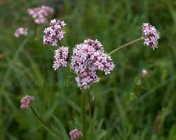 Image result for Valerianaceae