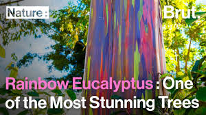 The Vivid Colors of a Rainbow Eucalyptus Tree