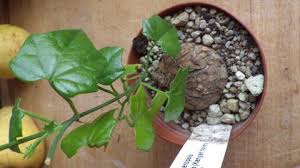 Image result for Cyclantheropsis parviflora