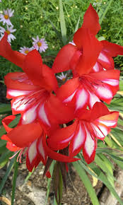 Image result for Gladiolus bellus