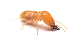 The termites use their heads for plugging up tunnels. Termite Control How To Identify And Kill Termites