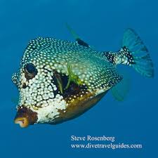 Image result for Artabotrys likimensis