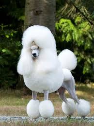 Black And White Standard Poodle For Sale White Standard Poodles For Sale Poodle Pictures Please Fill Out The Form Below To Send Us Your Poodle With Images Standard Poodle Poodle Poodle Puppy