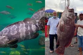 Namun, sayangnya ikan kerapu macan sudah termasuk ke dalam ikan yang terancam punah sehingga statusnya dilindungi oleh pemerintah. Nelayan Berhasil Tangkap Ikan Kerapu Raksasa Seharga Rp 42 Juta Ini Khasiatnya Untuk Kesehatan Semua Halaman Grid Health