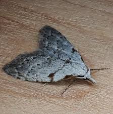 Image result for Nolletia arenosa