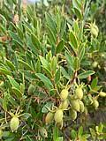 Image result for Diospyros truncatifolia