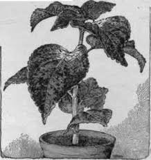 Image result for Coleus shirensis