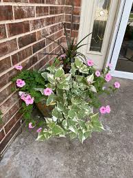 Image result for Ipomoea shupangensis