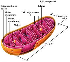 The most important function of the mitochondria is to produce energy. Describe The Structure Of Mitochondria With The Help Of A Diagram