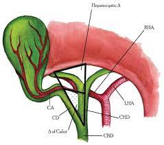 When bile ducts become damaged, bile can back up into the liver, causing damage to liver cells. Biliary Tract Injuries Intechopen