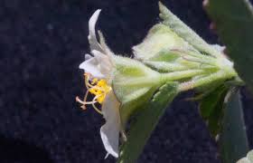 Image result for Sida urens