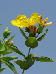 Image result for Hypericum roeperianum