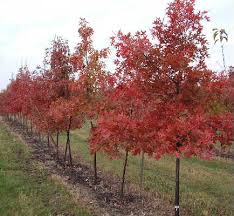 Znalezione obrazy dla zapytania quercus rubra