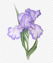 Free Free 67 Iris Flower Svg SVG PNG EPS DXF File