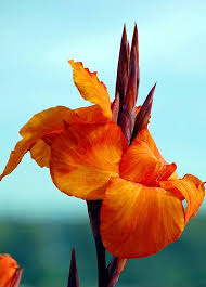Chasingrainbowsforever Canna Lily Photography By J Bespoy Orange And Turquoise Flowers Hummingbird Plants