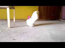 Maybe you would like to learn more about one of these? Ayam Serama Malaysia Asli 100 By Deri Irawan