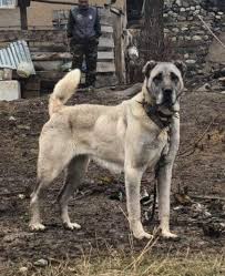 Kangaltv Kangal Shepherd Dogs Kangal Dog Dogs Anatolian Shepherd Dog
