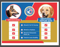 Louie travels with me as an emotional support animal, helping with my anxiety. Online Evaluation Service Dog And Emotional Support Animal Registration