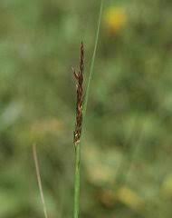 Image result for Pseudobromus engleri