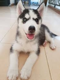  Pin Oleh Neko Christina Di My Husky