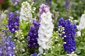 Growing Delphiniums How To Grow Larkspur Flower