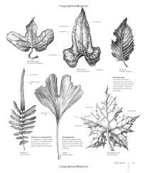 Botany For The Artist An Inspirational Guide To Drawing Plants Amazon Co Uk Sarah Botanical Sketchbook Botanical Drawings Botanical Illustration Watercolor