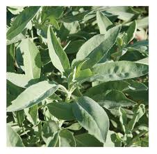 We did not find results for: Cheap White Sage Seeds Find White Sage Seeds Deals On Line At Alibaba Com