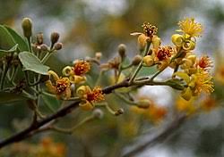 Image result for Grewia decemovulata