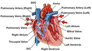 National institute of diabetes and digestive and kidney diseases, national institutes of health. Heart Blood Flow Simple Anatomy Diagram Cardiac Circulation Pathway Steps Ezmed