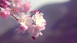 Anime manga yuri sakura tree transparent background png. Sakura Spring Flowers Spring Blossom Stock Footage Video 100 Royalty Free 9389000 Shutterstock