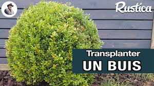 Voici quelques conseils pour apprendre comment faire un rapport de stage. Tout Savoir Sur La Transplantation Du Buis Au Jardin