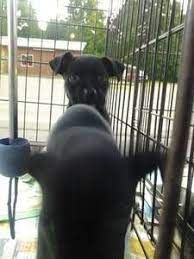 Http Tricities Craigslist Org Search Pet Query Pitbull Pets Pitbulls Tri Cities