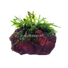 Image result for Crepidomanes