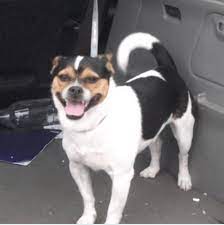2 mars 2016 à 22h13. Fute Male Croise Jack Russel Bouledogue 2 Ans Et Demi Association Galia