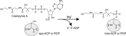His college and professional life were rough and he may have marriage life of henning fritz. 4 Phosphopantetheine Transfer In Primary And Secondary Metabolism Of Bacillus Subtilis Journal Of Biological Chemistry