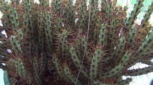 And loyal visitors, we are cancelling this year's show due to the. Cactus Succulent Society Of Greater Chicago Show 2013 3 Of 3 Youtube