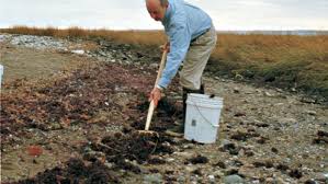 Learn basic facts about seaweed, including how it is classified. Give Your Garden A Seaweed Boost Finegardening