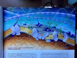 Animal cell plasma membrane diagram. Animal Cell Plasma Membrane Diagram Quizlet