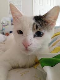 Taz Urnov 5 April This Is My Darling Cat Felix He Just Turned One Year Old And He S Quite A Little Rascal His Eyes Are Different Colors Which Is Bett Kedi