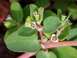 Image result for Euphorbia serpens
