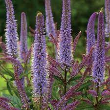 Veronicastrum Virginicum 39 Cupid 39 Plants Perennials Deer Resistant Plants