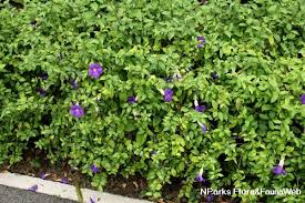 Image result for Thunbergia erecta